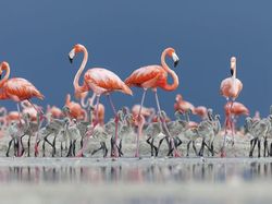 Karya Luar Biasa Jawara Kontes Foto Hewan Liar, Bikin Terkesima