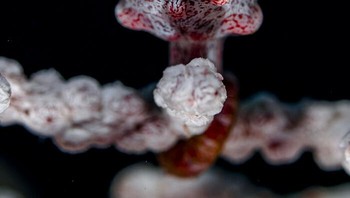 Karya Nicholas More. Kuda laut Bargibant jantan ini, mencengkeram erat kipas laut berwarna merah muda dengan ekornya yang dapat memegang, terlihat hampir siap untuk meletus. Dia akan hamil selama kurang lebih dua minggu sebelum melahirkan miniatur hidup muda. Nicholas mendapat bantuan dari seorang pemandu yang tahu persis di mana lepas pantai Bali dan di mana kipas laut untuk menemukan kuda laut Bargibant. Orang ini adalah salah satu dari tiga di kipas laut yang sama. Kuda laut Bargibant hampir tidak terlihat karena ukurannya yang kecil (tinggi 1–2 sentimeter – ¼ hingga ¾ inci) dan cenderung diam. Kemampuan mereka untuk meniru warna inang dan tekstur menonjol hanya terungkap secara detail di bawah pembesaran tinggi. Foto: Wildlife Photographer Of The Year