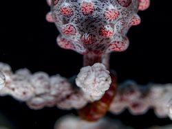 Karya Luar Biasa Jawara Kontes Foto Hewan Liar, Bikin Terkesima