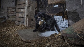 Karya Michał Michlewicz. Michał telah memperhatikan banyak hewan mengunjungi gudang terbengkalai ini di Radolinek, sebuah desa kecil di Polandia barat, mungkin mengikuti bau mangsa hewan pengerat. Dengan menggunakan kameranya, Michał mencatat seekor musang, rubah, dan musang, tetapi juga banyak aktivitas kucing. Memasang jebakan kamera tepat di dalam gudang, menghadap ke pintu masuk, dia menunggu untuk melihat apa yang akan memicunya. USeekor kucing domestik tiba dengan hasil buruannya yang baru. Foto: Wildlife Photographer Of The Year