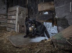 Karya Luar Biasa Jawara Kontes Foto Hewan Liar, Bikin Terkesima