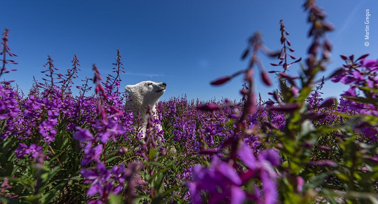 Wildlife Photographer Of The Year 2022 Wildlife Photographer Of The Year 2022