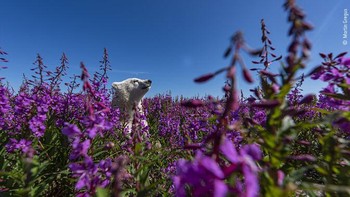 Karya Martin Gregus. Martin menyaksikan anak beruang kutub ini bermain di tumpukan fireweed di pantai Teluk Hudson, Kanada. Seringkali anak beruang itu beristirahat dari kesenangannya, berdiri dengan kaki belakangnya dan menjulurkan kepalanya ke atas bunga yang tinggi untuk mencari induknya. Ingin mengabadikan dunia dari sudut anaknya, Martin menempatkan kameranya di dalam wadah bawah air, untuk perlindungan dari beruang. Dia kemudian menunggu dengan sabar di jarak yang aman dengan pemicu jarak jauh. Karena tidak dapat melihat dengan tepat apa yang terjadi, Martin harus menilai saat yang tepat ketika beruang akan muncul di bingkai kamera. Foto: Wildlife Photographer Of The Year