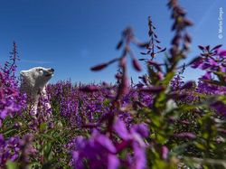 Karya Luar Biasa Jawara Kontes Foto Hewan Liar, Bikin Terkesima