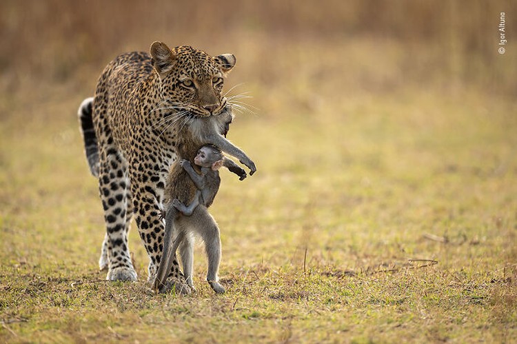 Wildlife Photographer Of The Year 2022 Wildlife Photographer Of The Year 2022