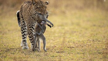 Karya Igor Altuna. Macan tutul betina ini telah membunuh sejenis babon di Taman Nasional Luangwa Selatan Zambia. Bayi babun itu masih hidup dan menempel pada induknya. Igor menyaksikan pemangsa itu berjalan dengan tenang kembali ke bayinya sendiri. Anaknya bermain dengan bayi babon selama lebih dari satu jam sebelum membunuhnya, seolah-olah dia telah diberi mangsa hidup sebagai pelajaran berburu. Foto: Wildlife Photographer Of The Year