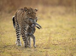 Karya Luar Biasa Jawara Kontes Foto Hewan Liar, Bikin Terkesima