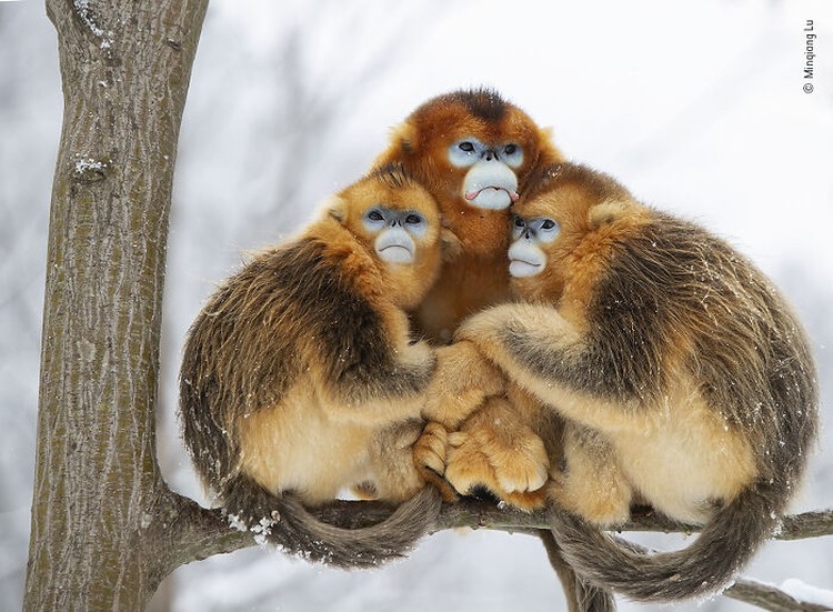 Wildlife Photographer Of The Year 2022 Wildlife Photographer Of The Year 2022