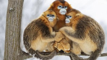 Karya Minqiang Lu. Dua betina dan seekor monyet emas berhidung pesek berkerumun bersama untuk tetap hangat di musim dingin ekstrem. Hewan ini terancam punah karena hilangnya hutan dan fragmentasi. Dibatasi untuk hidup tinggi di hutan beriklim sedang, Monyet ini kebanyakan makan daun, kulit kayu, kuncup dan lumut. Minqiang tahu daerah di mana pasukan monyet sering beristirahat dan, dalam angin kencang dan salju, dia mendaki gunung selama hampir satu jam membawa peralatan fotografinya. Memotret dari lereng di seberang pohon tempat kelompok itu berkerumun, dia diam selama setengah jam dalam suhu -10°C sebelum dapat memotretnya. Foto: Wildlife Photographer Of The Year 