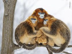 Karya Luar Biasa Jawara Kontes Foto Hewan Liar, Bikin Terkesima