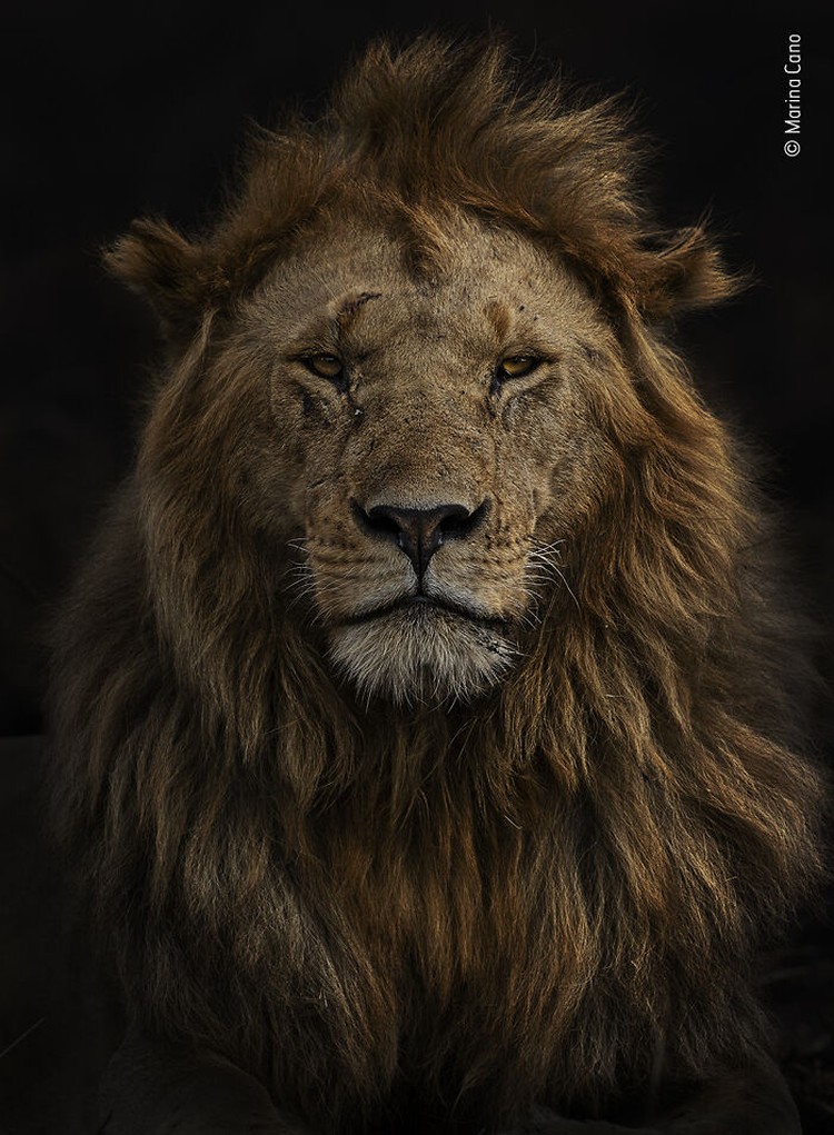 Wildlife Photographer Of The Year 2022 Wildlife Photographer Of The Year 2022