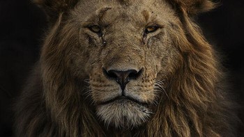 Karya Marina Cano. Sudah sore ketika Marina menemukan Olobor sedang beristirahat. Dia adalah salah satu dari lima pejantan kuat yang terkenal di kebanggaan Black Rock di Cagar Alam Maasai Mara, Kenya. Di sekeliling singa, tanahnya hitam, dibakar oleh penduduk setempat. Para gembala Maasai untuk merangsang rerumputan baru. Marina ingin mengabadikan penampilannya yang agung dan menantang dengan latar belakang gelap dan menurunkan kameranya dari kendaraannya untuk mendapatkan potret setinggi mata. Foto: Wildlife Photographer Of The Year