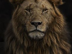 Karya Luar Biasa Jawara Kontes Foto Hewan Liar, Bikin Terkesima