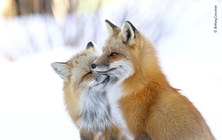 Wildlife Photographer Of The Year 2022 Wildlife Photographer Of The Year 2022