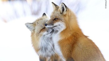 Karya Brittany Crossman. Pada suatu hari yang dingin di North Shore di Prince Edward Island, Kanada, sepasang rubah merah saling menyapa dengan mesra. Musim kawin rubah merah adalah pada musim dingin, dan tidak jarang melihat mereka bersama sebelum denning. Momen spesial ini adalah salah satu gambar favorit Brittany dan salah satu momen paling lembut yang pernah dia saksikan di antara rubah dewasa. Foto: Wildlife Photographer Of The Year