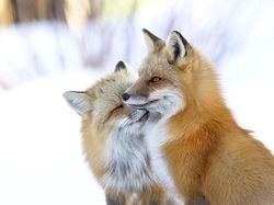 Karya Luar Biasa Jawara Kontes Foto Hewan Liar, Bikin Terkesima