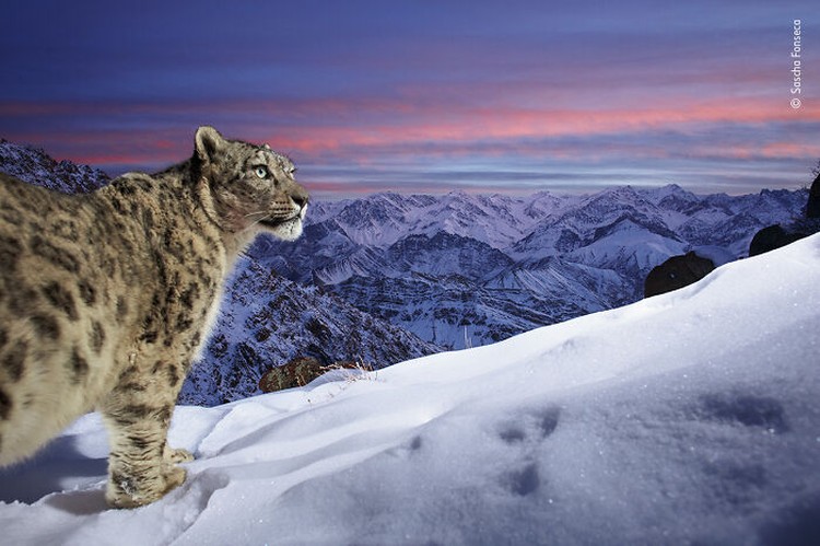 Wildlife Photographer Of The Year 2022 Wildlife Photographer Of The Year 2022