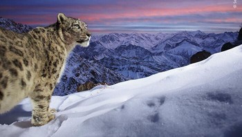 Karya Sascha Fonseca. Dengan latar belakang pegunungan Ladakh yang spektakuler di India utara, seekor snow leopard tertangkap dalam pose sempurna oleh jebakan kamera Sascha yang ditempatkan dengan hati-hati. Salju tebal menyelimuti, tetapi mantel padat dan alas kaki berbulu kucing besar itu membuatnya tetap hangat. Sascha berupaya mengabadikan gambar ini selama tiga tahun tanpa umpan di ketinggian Himalaya India. Dia selalu terpesona oleh macan tutul salju, bukan hanya karena kemampuan sembunyi yang luar biasa, tetapi juga karena lingkungannya yang jauh, menjadikan mereka salah satu kucing besar yang paling sulit untuk difoto di alam liar. Foto: Wildlife Photographer Of The Year
