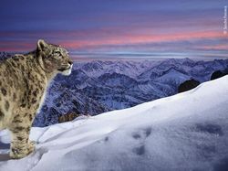 Karya Luar Biasa Jawara Kontes Foto Hewan Liar, Bikin Terkesima