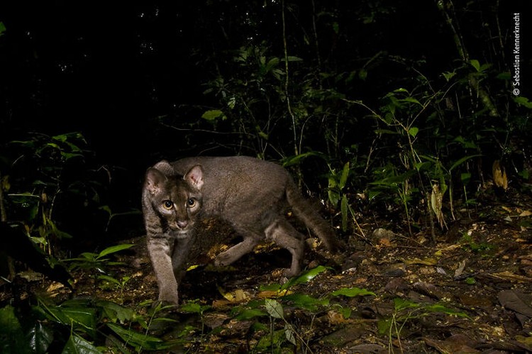 Wildlife Photographer Of The Year 2022 Wildlife Photographer Of The Year 2022