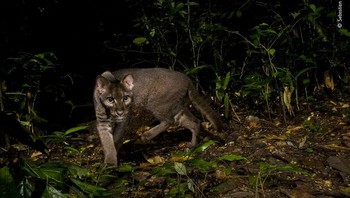 Karya Sebastian Kennerknecht. Sebastian dan teman ahli biologinya, David Mills, memasang jebakan kamera di hutan hujan lebat Taman Nasional Kibale di Uganda. Mereka ingin memotret kucing emas Afrika yang langka dan sukar ditangkap. Ukurannya sekitar dua kali ukuran kucing domestik. Sampai saat ini, hanya ada kurang dari lima foto beresolusi tinggi dari kucing ini di alam liar Foto: Wildlife Photographer Of The Year