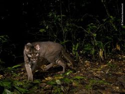 Karya Luar Biasa Jawara Kontes Foto Hewan Liar, Bikin Terkesima