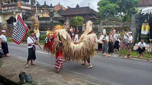 Atraksi Barong Don Buah dalam tradisi ngelawang yang dilakukan kelompok seni dari Yayasan Lilanjani Kerta Bumi, Desa Belumbang, Kecamatan Kerambitan, saat Umanis Kuningan, Minggu (15/1/2023). (Chairul Amri Simabur/detikBali)