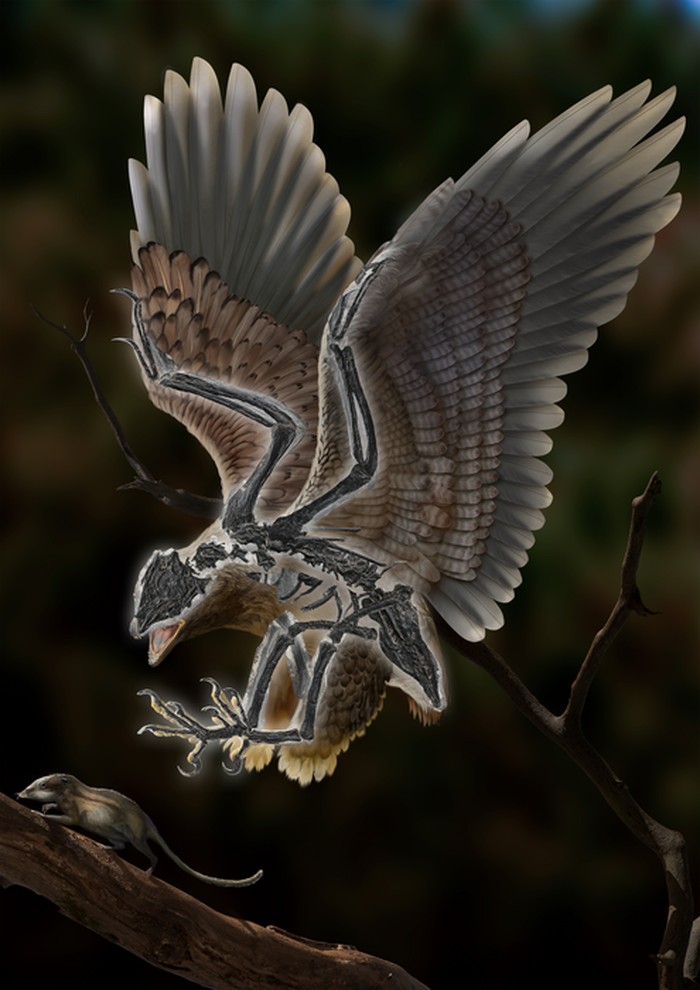 Cratonavis zhui, fosil burung purba berusia 120 juta tahun di China