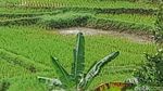 Melihat Keunikan Desa Ciuyah Sumedang
