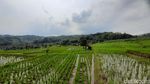 Melihat Keunikan Desa Ciuyah Sumedang