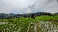 Namun, ia pun tidak mengetahui pasti terkait musabab dari mata air itu kenapa bisa memiliki kandungan rasa yang asin. (Foto: Nur Azis/detikJabar)