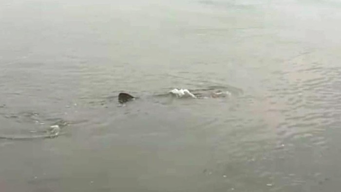 hiu tutul muncul di dermaga panarukan