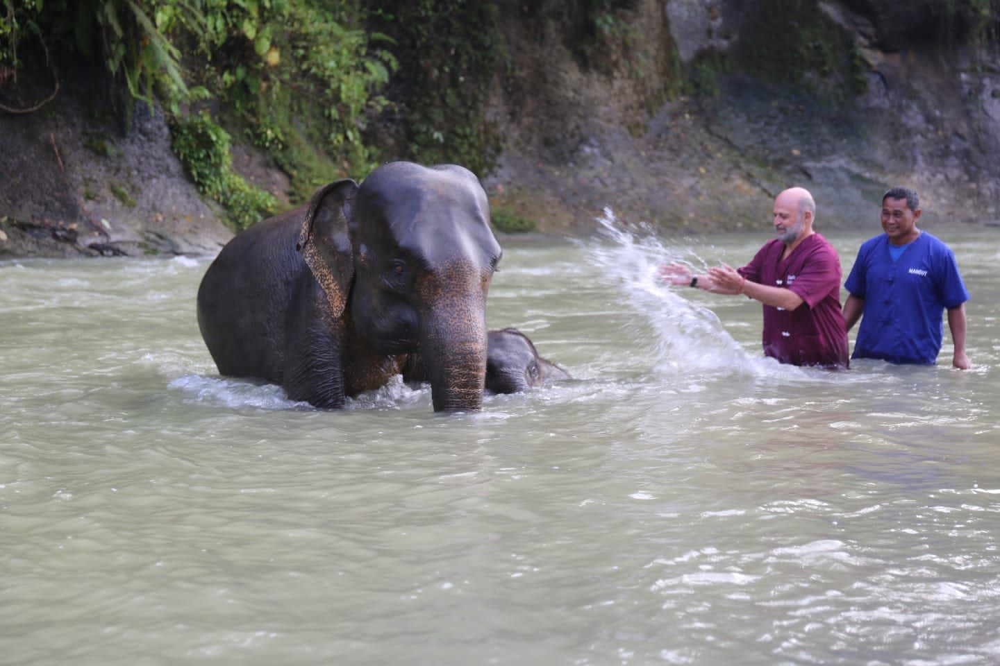Konservasi Gajah di Tangkahan