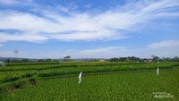 Hemat Biaya, Indah Pemandangannya, dan Mitos Mengerikan KA Lewat Jalur Selatan