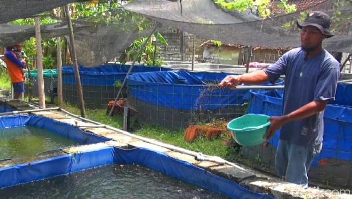 warga lamongan sukses ternak lele