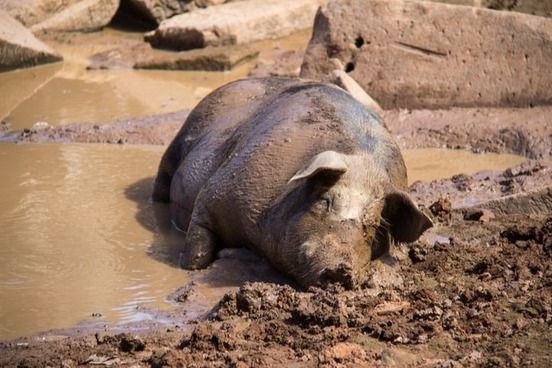 5 Alasan Mengapa Daging Babi Tidak Dikonsumsi Jutaan Orang di Dunia