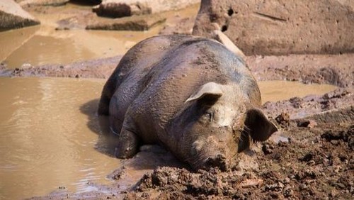 5 Alasan Mengapa Daging Babi Tidak Dikonsumsi Jutaan Orang di Dunia