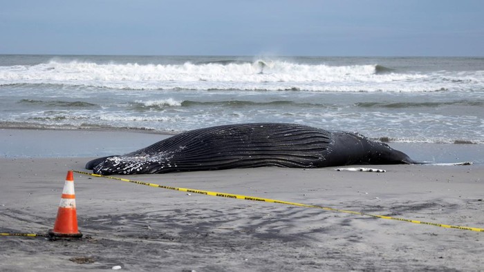 People stand next to a dead humpback whale that washed up on the beach in Brigantine, New Jersey, U.S., January 13, 2023.   REUTERS/Rachel Wisniewski