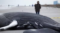Seseorang berdiri di samping bangkai paus bungkuk yang terdampar di pantai di Brigantine, New Jersey, Amerika Serikat, Jumat (13/1/2023).  