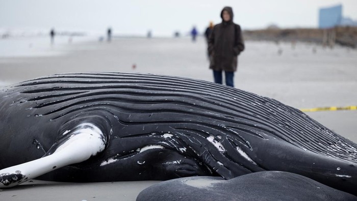 People stand next to a dead humpback whale that washed up on the beach in Brigantine, New Jersey, U.S., January 13, 2023.   REUTERS/Rachel Wisniewski