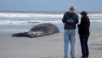 Dilaporkan ini merupakan paus mati yang ke tujuh hanya dalam waktu sebulan di garis pantai New York-New Jersey.  