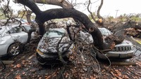 Sejumlah mobil rusak akibat ditimpa pohon tumbang di Pusat Perbelanjaan El Camino, Woodland Hills, Calironia, Amerika Serikat, Minggu (15/1/2023).  