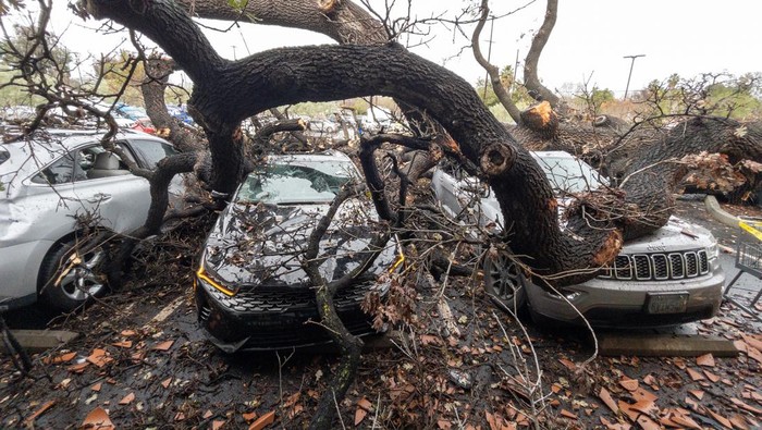 Mobil-mobil di California Ringsek Tertimpa Pohon Tumbang LOS ANGELES, CA - JANUARY 15: Damaged cars sit beneath a fallen tree at the El Camino Shopping Center on Mulholland Drive in Woodland Hills on Sunday, Jan. 15, 2023. The tree fell Satuday night trapping some people inside the cars. (Myung J. Chun / Los Angeles Times via Getty Images)