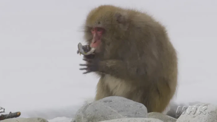 Peneliti mendapatkan rekaman seekor monyet yang sedang menangkap ikan di sungai. Wah, jarang-jarang, tuh!