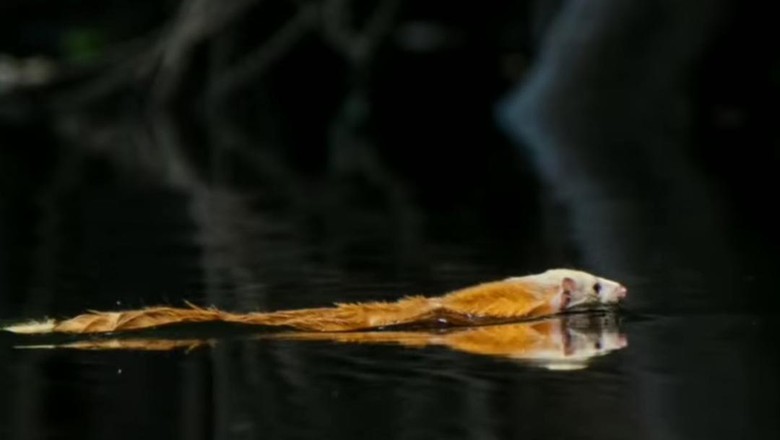 Musang kepala putih di Taman Nasional Sebangau Musang kepala putih di Taman Nasional Sebangau