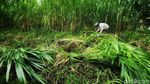 Panen Pakchong, Rumput Raksasa yang Disukai Sapi