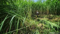 Budidaya rumput asal Thailand tersebut dapat tumbuh hingga tinggi 5 meter. 