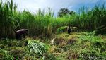 Panen Pakchong, Rumput Raksasa yang Disukai Sapi