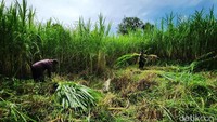 Menurut berbagai literatur, rumput pakchong merupakan hasil persilangan antara rumput gajah (pennisetum purpureum schumach) dengan pearl millet (pennisetum glaucum). 
