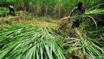 Panen Pakchong, Rumput Raksasa yang Disukai Sapi